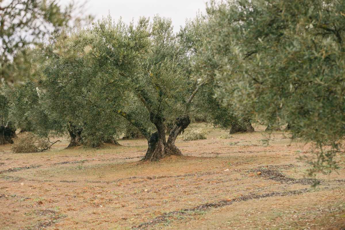 LA HISTORIA DETRÁS DE NUESTRA RAMITA DE OLIVO
