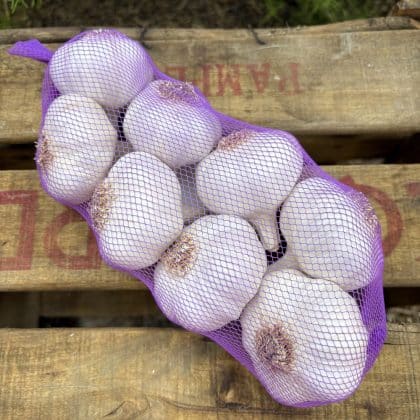 AJO MORADO 500G CALIBRE +55MM